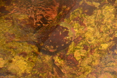 Haliotis kamtschatkana