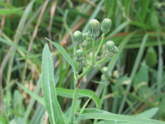 Sonchus arvensis uliginosus