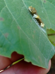 Papilionidae