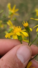 Senecio spartioides