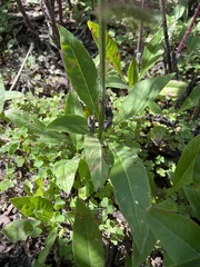Silphium asteriscus trifoliatum