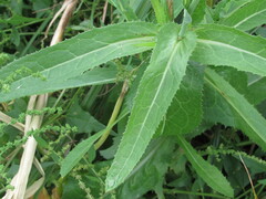 Sonchus arvensis uliginosus