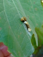 Papilionidae