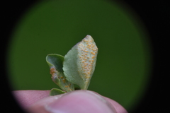 Puccinia violae