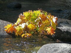 Darmera peltata