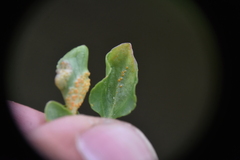 Puccinia violae