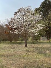 Tabebuia roseoalba
