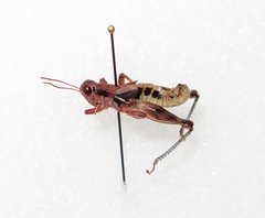 Melanoplus rileyanus