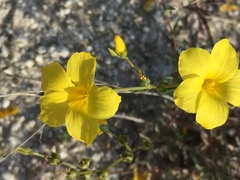 Linum ucranicum