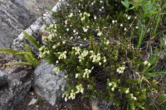 Phyllodoce glanduliflora