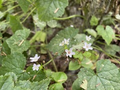 Claytonia