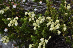 Phyllodoce glanduliflora