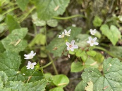 Claytonia