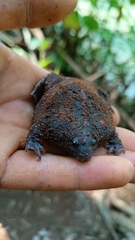 Rhinophrynus dorsalis