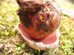 Rubroboletus legaliae