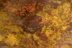 Haliotis kamtschatkana