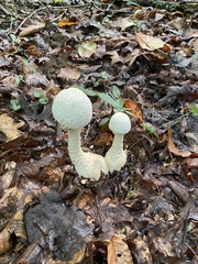 Amanita polypyramis