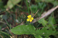 Potentilla argentea