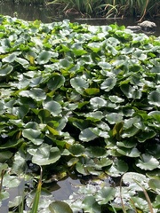 Nymphaea mexicana
