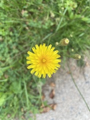 Scorzoneroides autumnalis