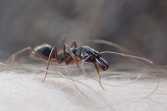 Odontomachus haematodus