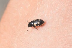 Glischrochilus quadrisignatus