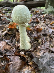 Amanita polypyramis