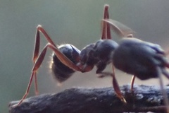 Odontomachus haematodus