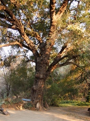 Diospyros mespiliformis