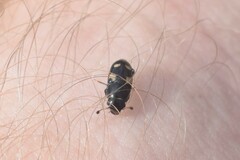 Glischrochilus quadrisignatus