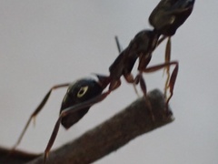 Odontomachus haematodus