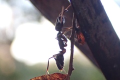 Odontomachus haematodus
