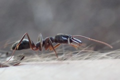 Odontomachus haematodus