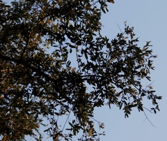Diospyros mespiliformis