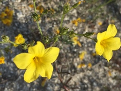 Linum ucranicum