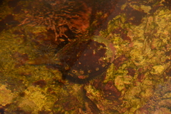 Haliotis kamtschatkana