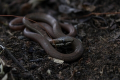 Mastigodryas melanolomus