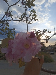 Tabebuia rosea