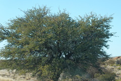 Vachellia erioloba