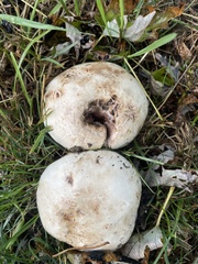 Lactarius pubescens