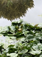 Nymphaea mexicana