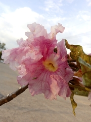 Tabebuia rosea
