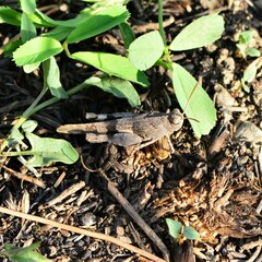 Oedipoda caerulescens