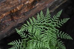 Athyrium americanum