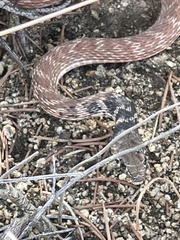 Masticophis flagellum piceus