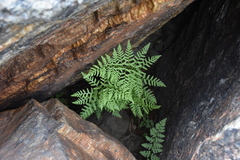 Athyrium americanum