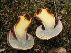 Rubroboletus legaliae