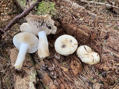 Russula crassotunicata