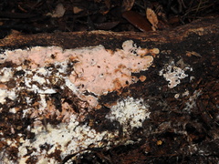 Steccherinaceae
