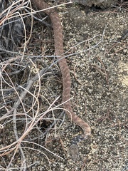 Masticophis flagellum piceus